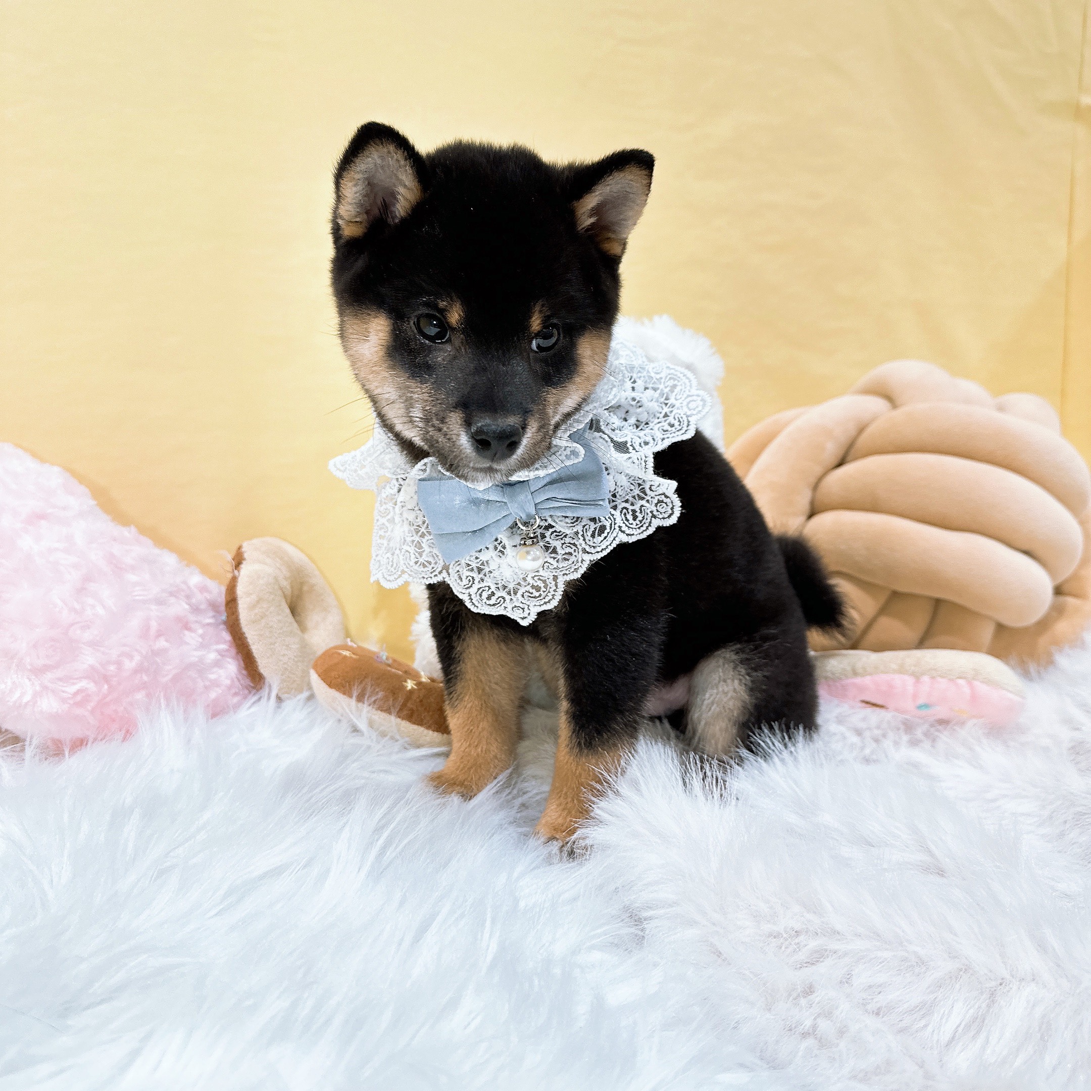 神奈川県の柴犬(標準サイズ) (犬の家＆猫の里相模原店/2025年10月27日生まれ/男の子/黒)の子犬の4枚目の画像