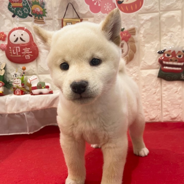 岡山県の柴犬(標準サイズ) (犬の家＆猫の里倉敷店/2025年10月27日生まれ/男の子/白)の子犬の4枚目の画像