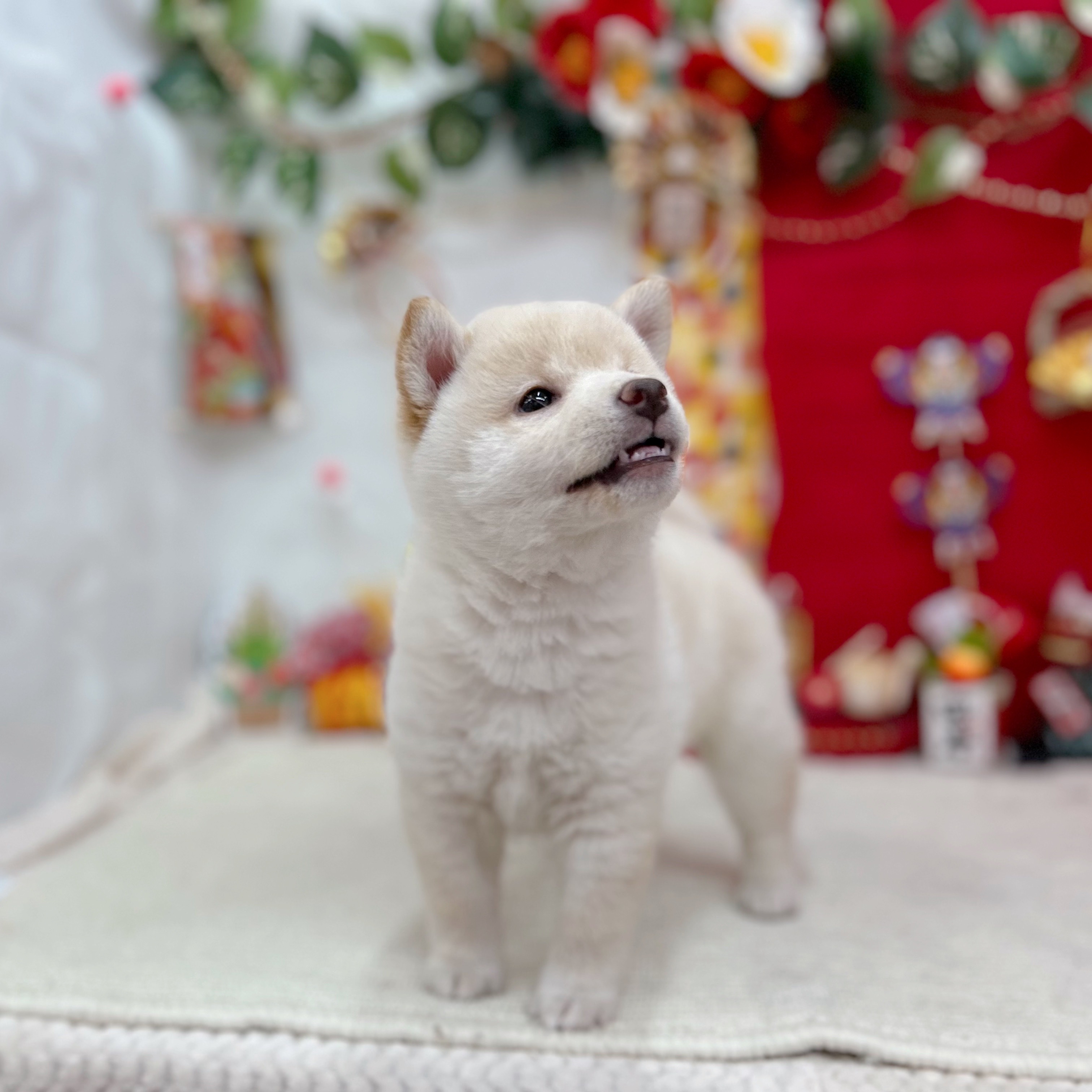 岐阜県の柴犬(標準サイズ) (犬の家＆猫の里岐南店/2025年10月27日生まれ/女の子/白)の子犬の4枚目の画像
