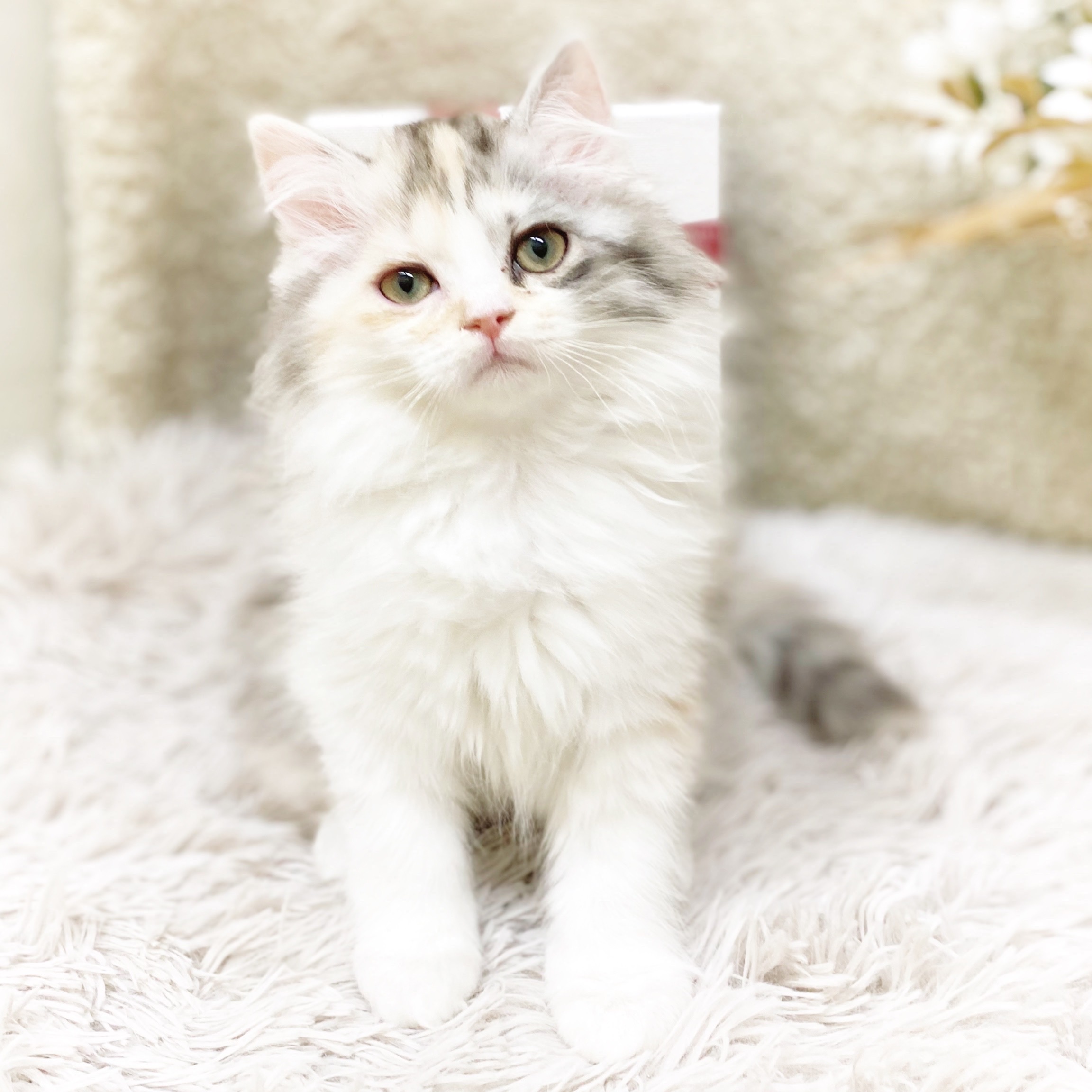 静岡県のミヌエット (犬の家＆猫の里藤枝店/2025年11月1日生まれ/女の子/ダイリュートキャリコ)の子猫の4枚目の画像