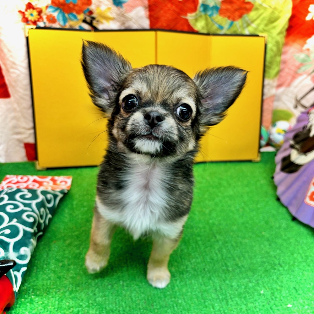 愛知県のチワワ(ロング) (犬の家＆猫の里名古屋天白店/2025年11月2日生まれ/女の子/フォーンホワイト)の子犬の4枚目の画像