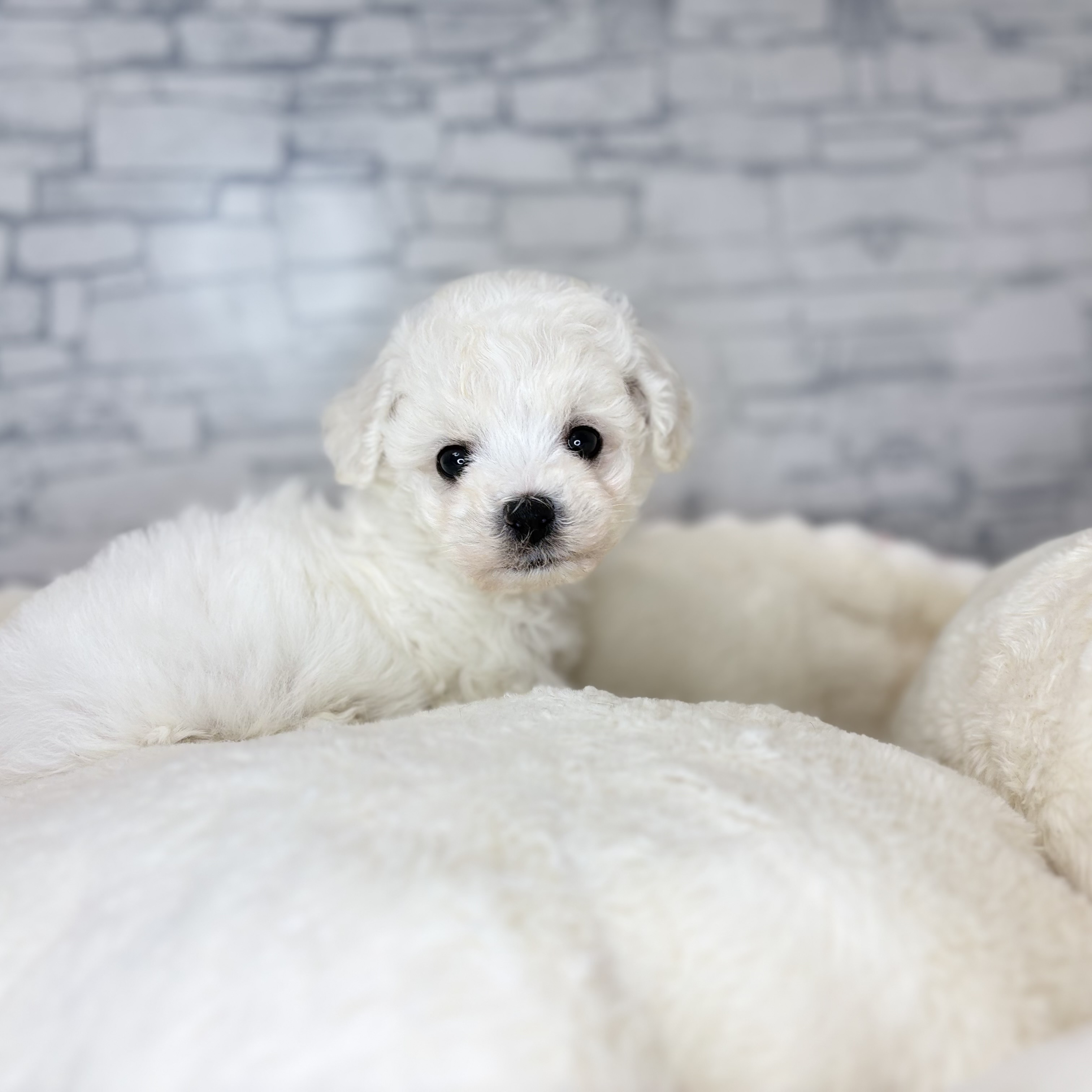 長野県のビションフリーゼ (犬の家＆猫の里長野店/2025年11月2日生まれ/女の子/ホワイト)の子犬の4枚目の画像