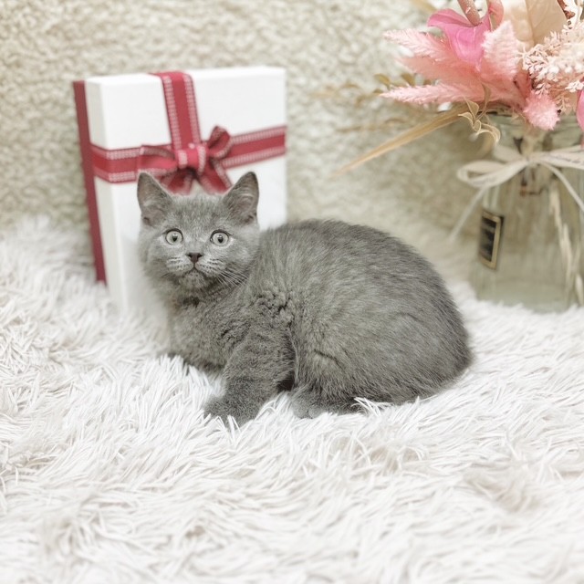 静岡県のブリティッシュショートヘアー (犬の家＆猫の里藤枝店/2025年11月1日生まれ/男の子/ブルー)の子猫の4枚目の画像
