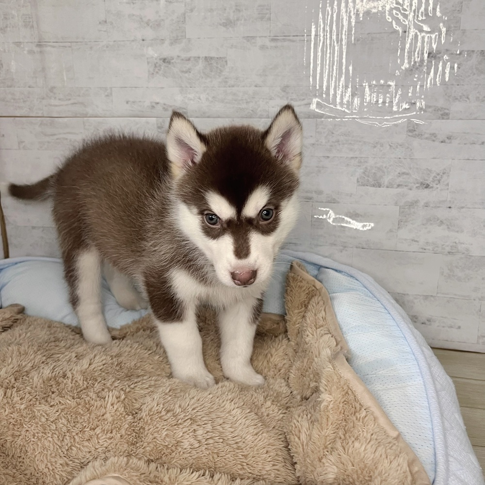 長野県のシベリアンハスキー (犬の家＆猫の里塩尻店/2025年11月3日生まれ/男の子/チョコレートホワイト)の子犬の4枚目の画像