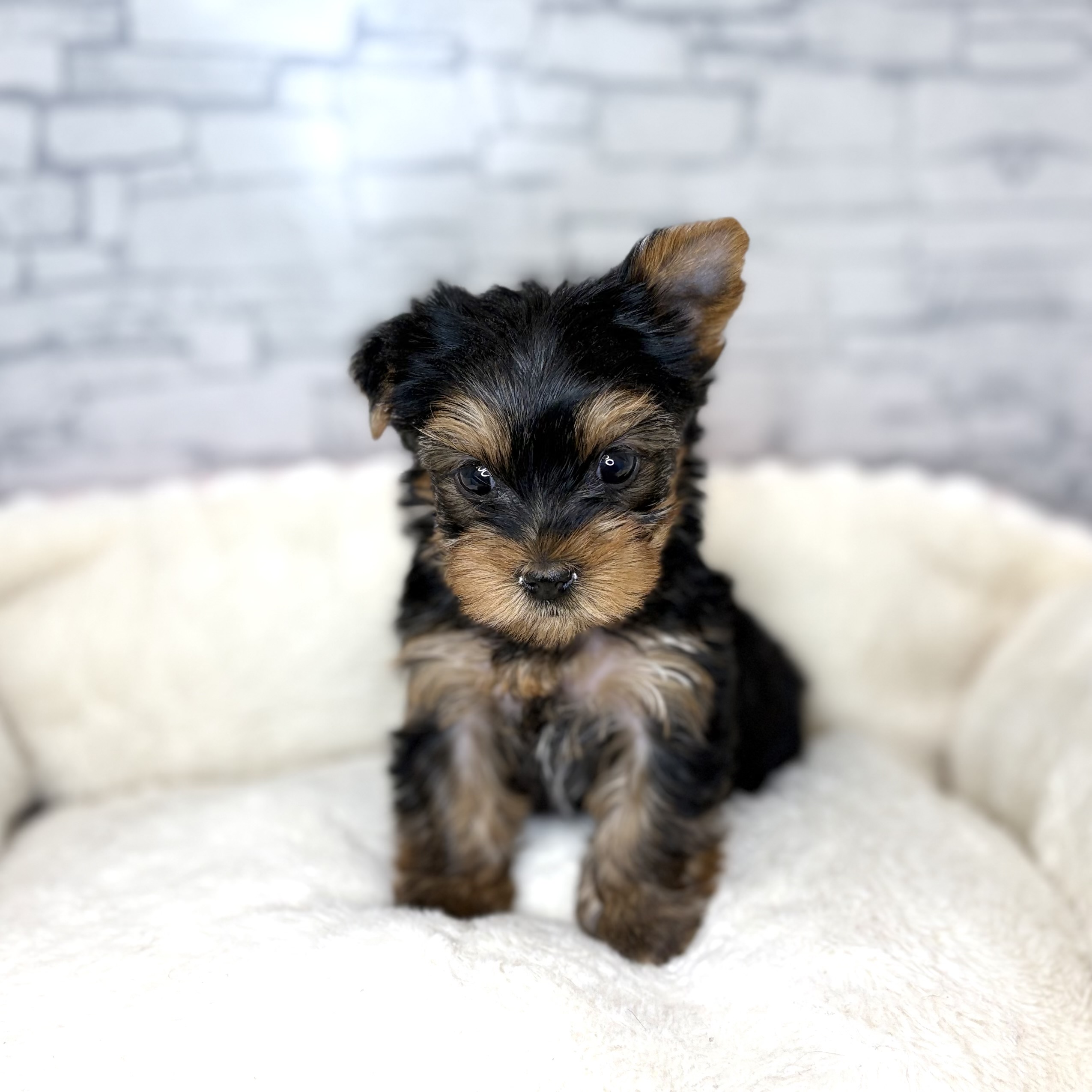 長野県のヨークシャーテリア (犬の家＆猫の里長野店/2025年11月2日生まれ/女の子/スチールブルータン)の子犬の4枚目の画像