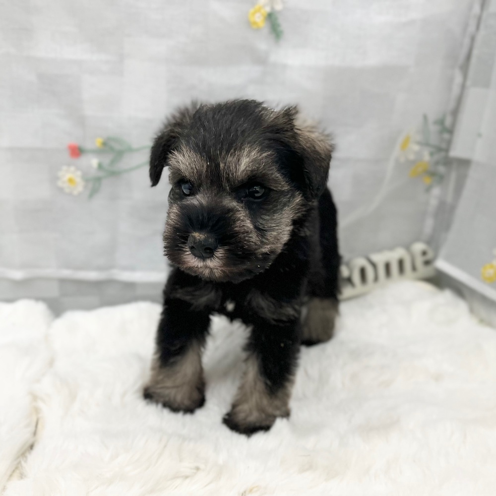 静岡県のミニチュアシュナウザー (犬の家＆猫の里MEGAドン・キホーテ袋井店/2025年11月2日生まれ/男の子/ソルトペッパー)の子犬の4枚目の画像