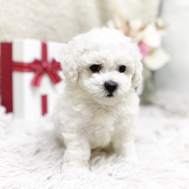 静岡県のビションフリーゼ (犬の家＆猫の里藤枝店/2025年11月1日生まれ/男の子/ホワイト)の子犬の4枚目の画像