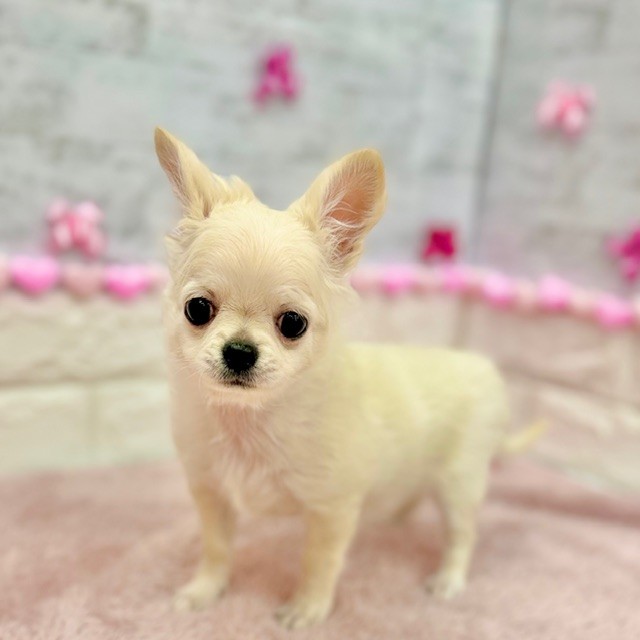 静岡県のチワワ(ロング) (犬の家＆猫の里プレ葉ウォーク浜北店/2025年10月31日生まれ/女の子/クリーム)の子犬の4枚目の画像