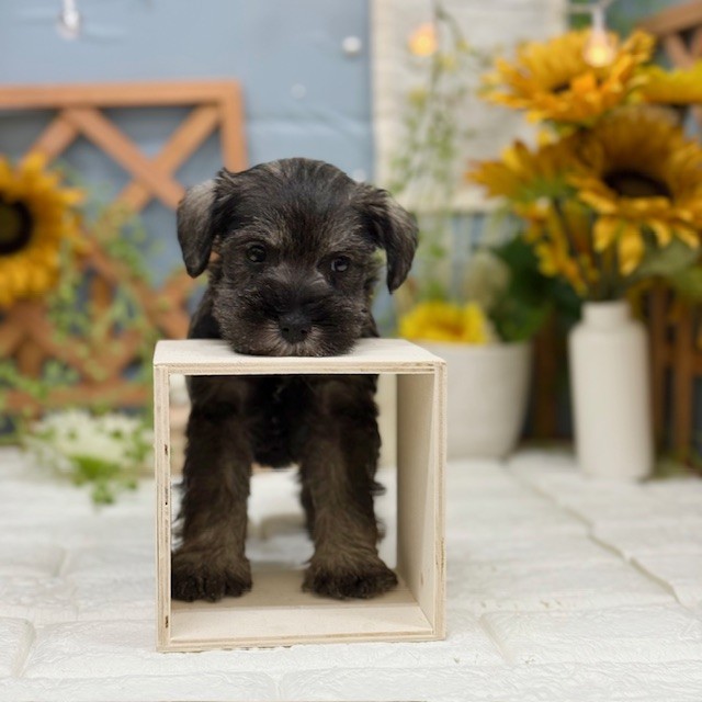 千葉県のミニチュアシュナウザー (犬の家＆猫の里ワンズモール稲毛店/2025年11月2日生まれ/女の子/ソルトペッパー)の子犬の4枚目の画像