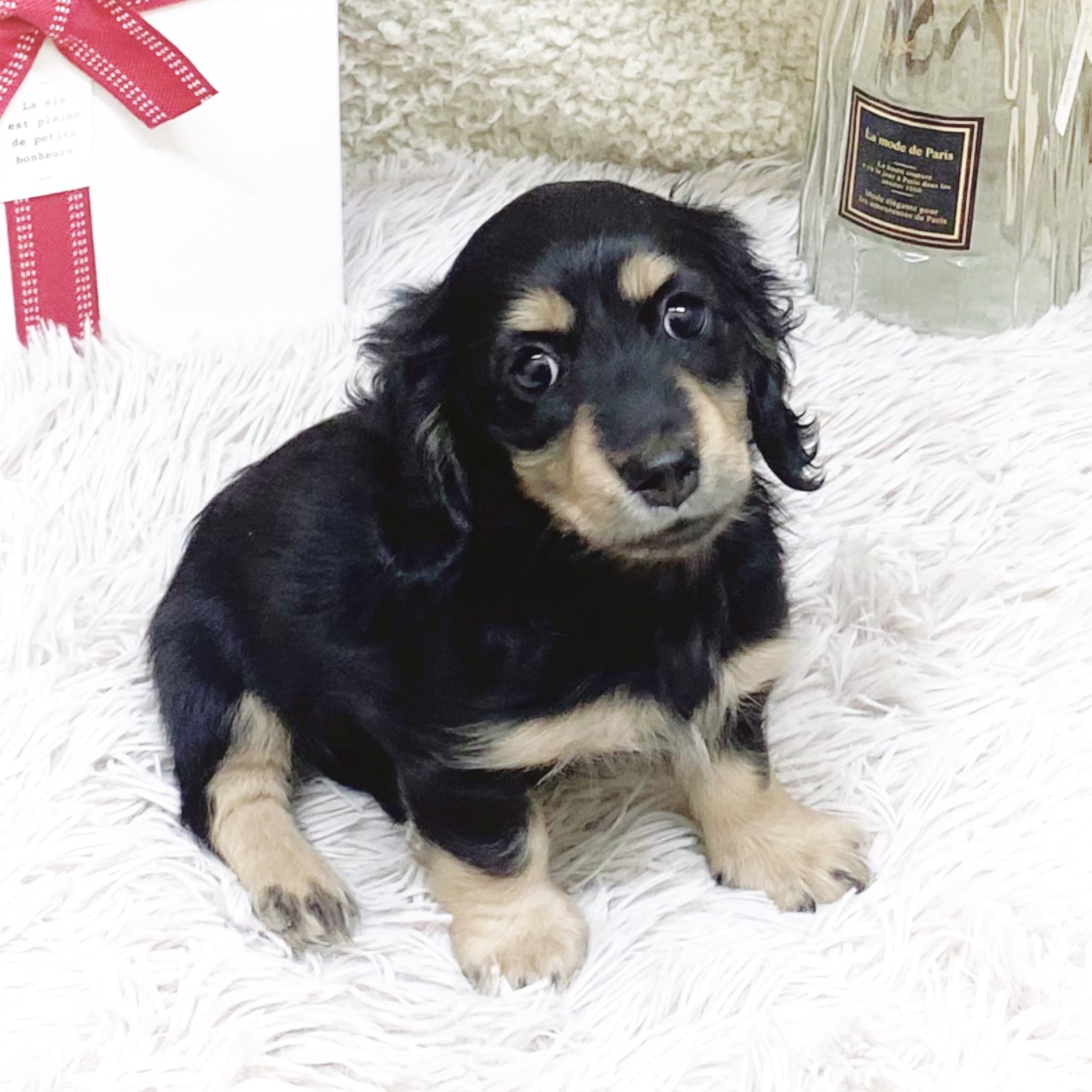 静岡県のミニチュアダックスフンド(ロング) (犬の家＆猫の里藤枝店/2025年11月2日生まれ/女の子/ブラックタン)の子犬の4枚目の画像