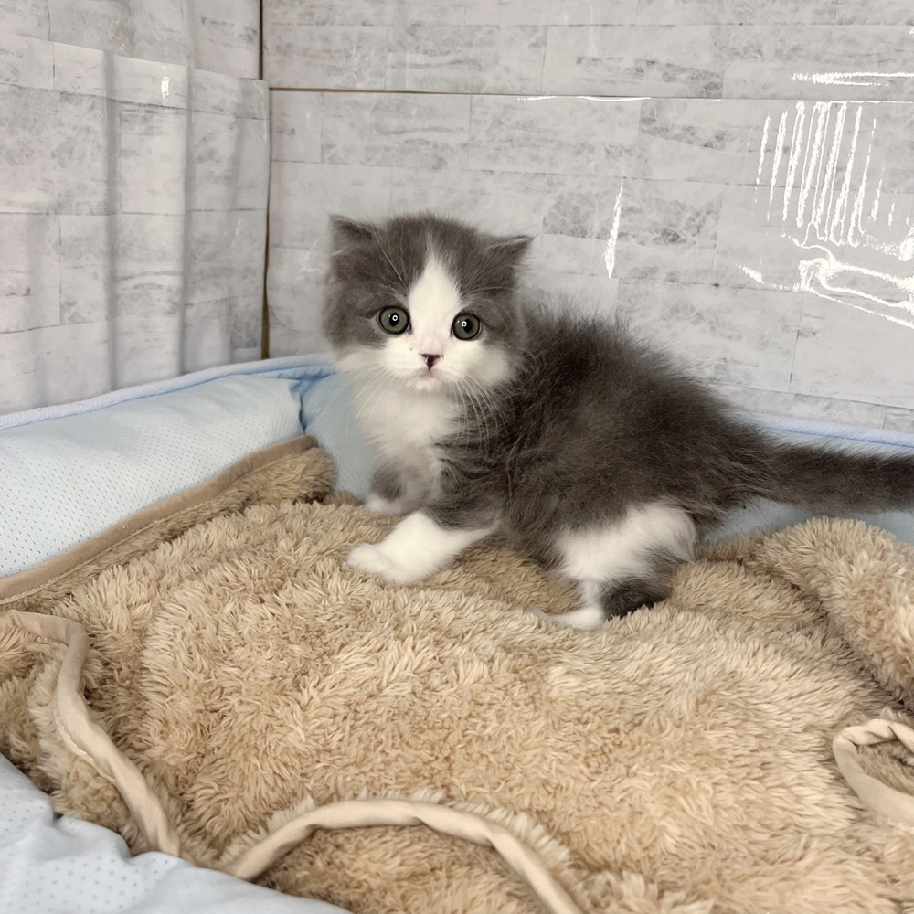 長野県のスコティッシュフォールド (犬の家＆猫の里塩尻店/2025年11月1日生まれ/男の子/ブルーホワイト)の子猫の4枚目の画像