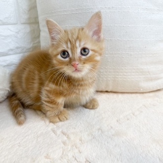 東京都のマンチカン (犬の家＆猫の里新宿店/2025年11月3日生まれ/男の子/レッドタビー)の子猫の4枚目の画像