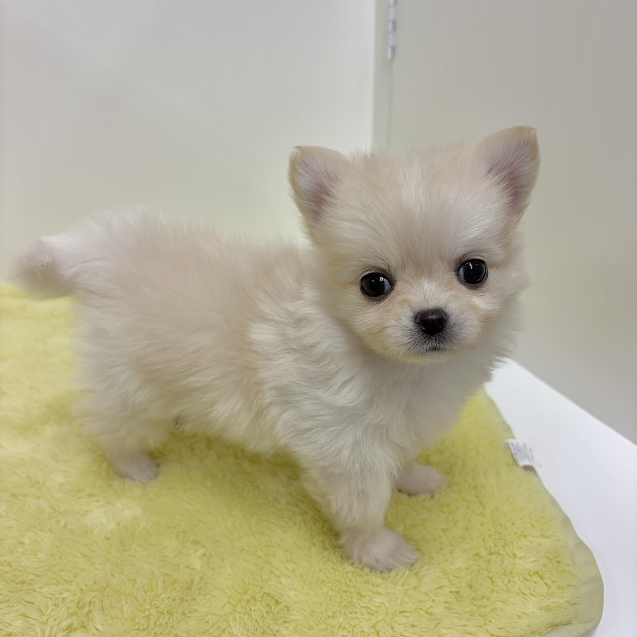神奈川県のポメチワ/チワポメ/ポメチー(ポメラニアン×チワワ) (犬の家＆猫の里相模原店/2025年11月2日生まれ/女の子/クリーム)の子犬の4枚目の画像