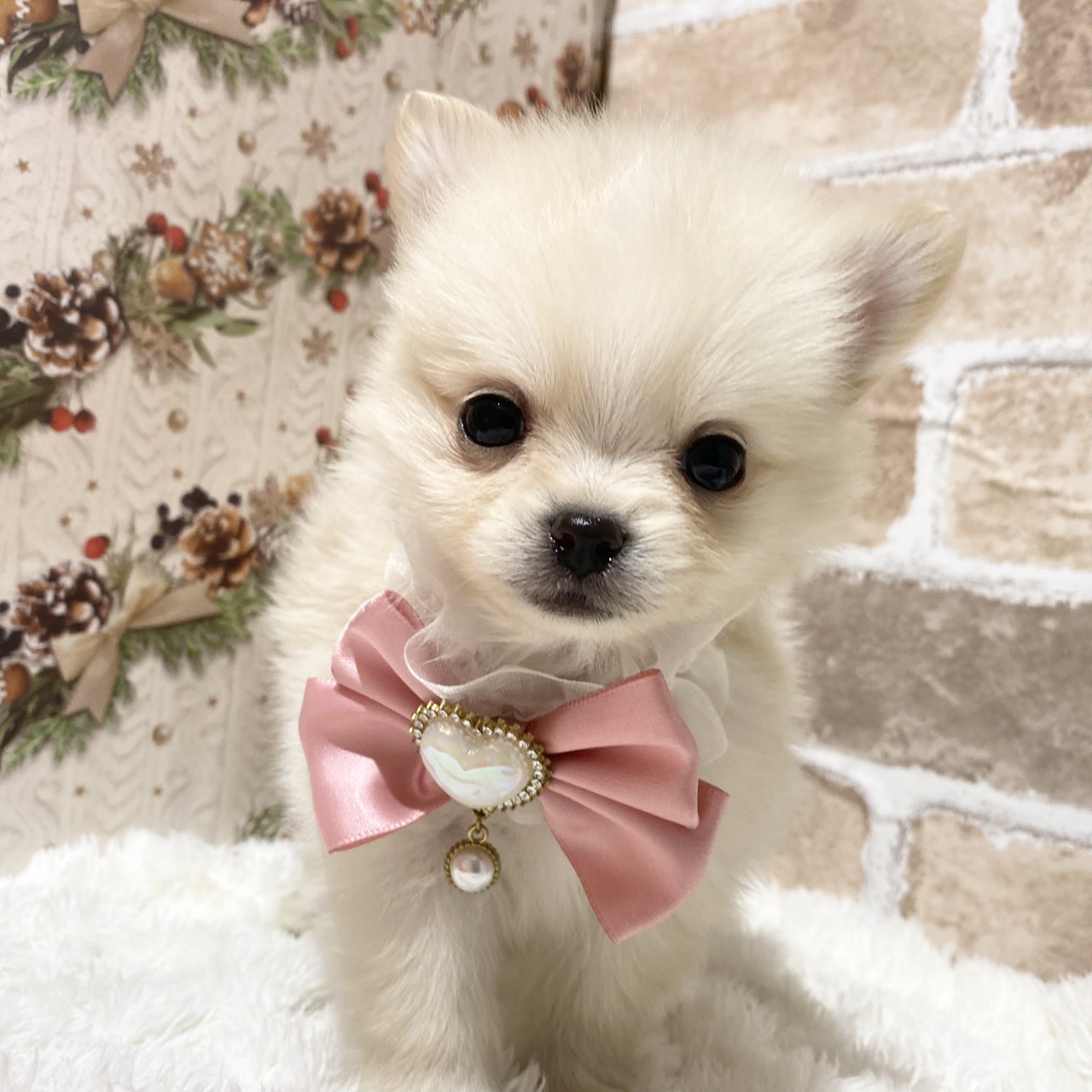 長野県のポメチワ/チワポメ/ポメチー(ポメラニアン×チワワ) (犬の家＆猫の里カインズ梓川店/2025年11月2日生まれ/女の子/クリーム)の子犬の4枚目の画像