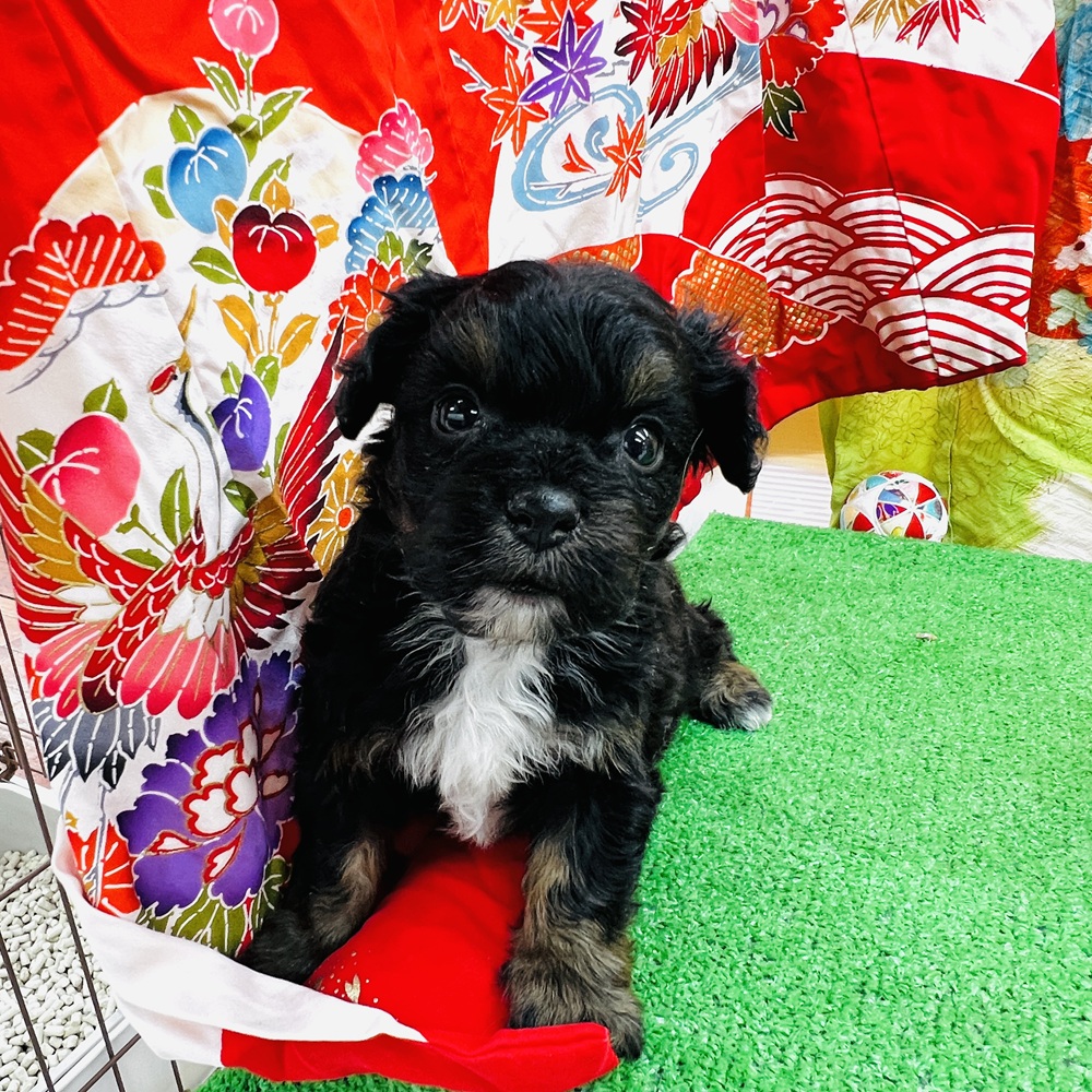 愛知県のチワプー/プーチー(チワワ×プードル) (犬の家＆猫の里名古屋天白店/2025年11月3日生まれ/男の子/ブラックタン)の子犬の4枚目の画像