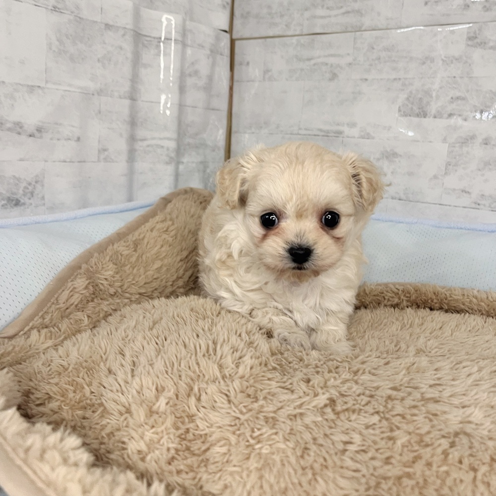 長野県のチワプー/プーチー(チワワ×プードル) (犬の家＆猫の里塩尻店/2025年11月2日生まれ/女の子/クリーム)の子犬の4枚目の画像
