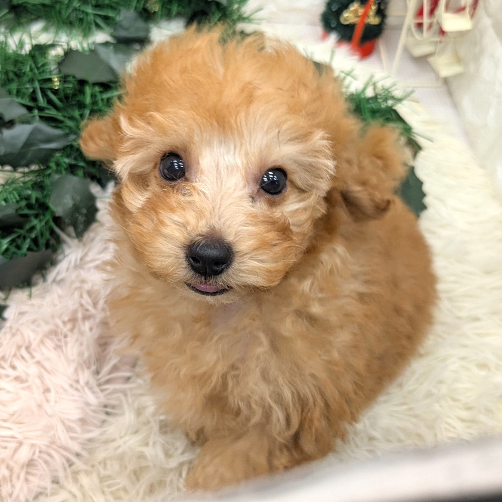 愛知県のトイプードル(トイ) (犬の家＆猫の里MEGAドン・キホーテ東海名和店/2025年11月1日生まれ/男の子/アプリコット)の子犬の4枚目の画像