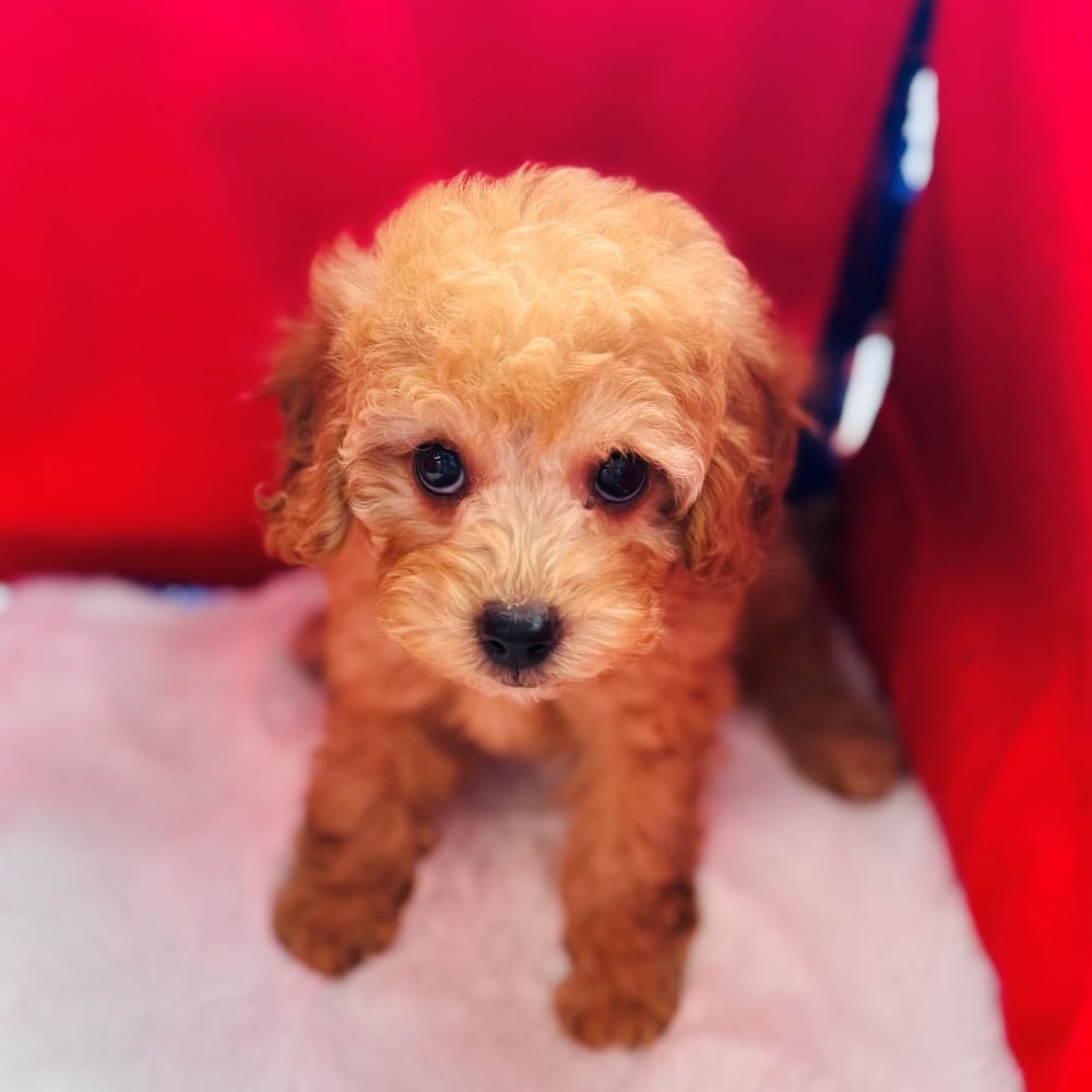 愛知県のトイプードル(トイ) (犬の家＆猫の里愛知刈谷店/2025年11月1日生まれ/女の子/アプリコット)の子犬の4枚目の画像