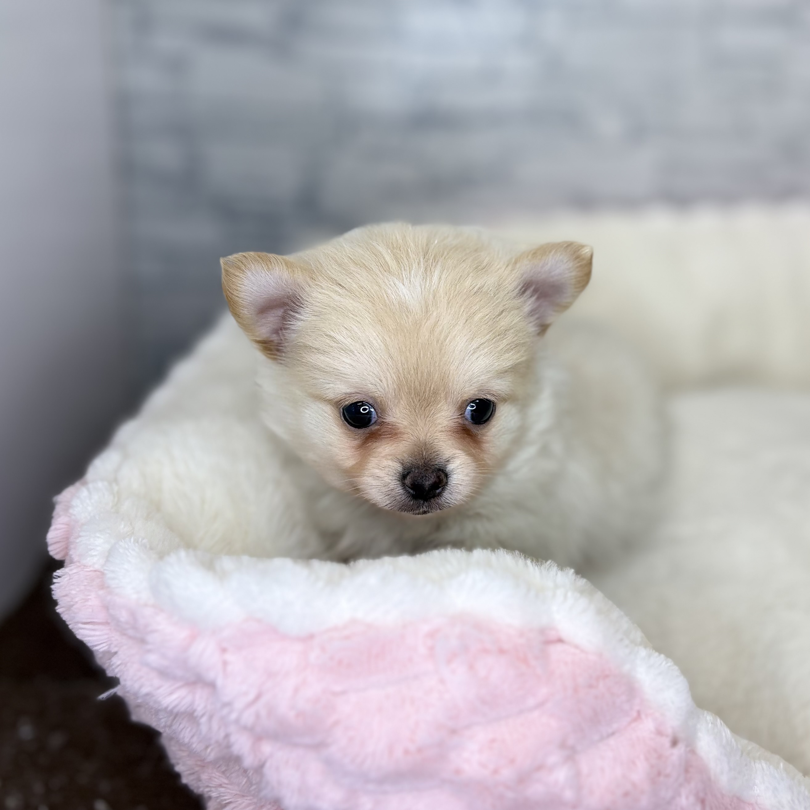 長野県のポメチワ/チワポメ/ポメチー(ポメラニアン×チワワ) (犬の家＆猫の里長野店/2025年11月2日生まれ/男の子/クリーム)の子犬の4枚目の画像