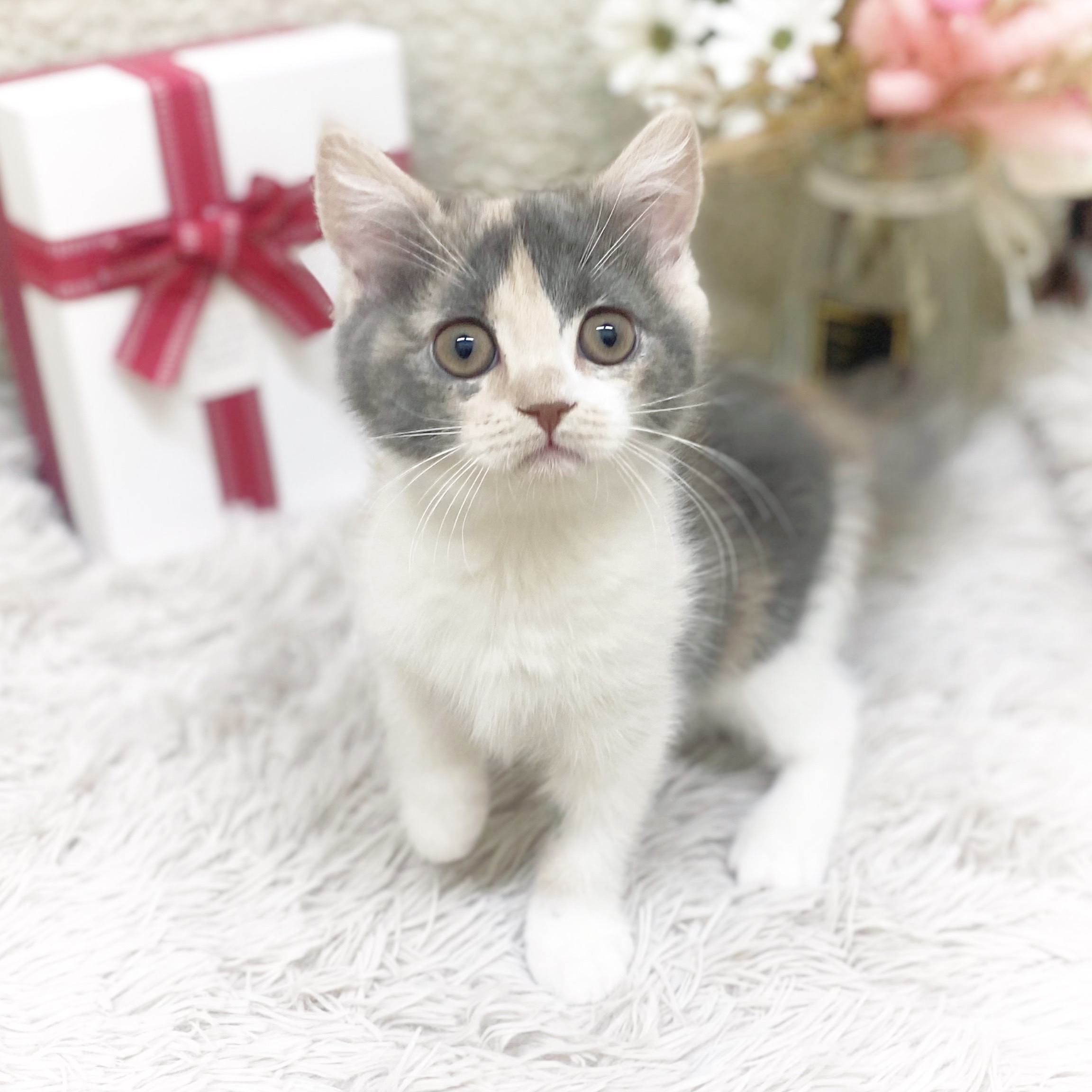 静岡県のスコティッシュフォールド (犬の家＆猫の里藤枝店/2025年10月26日生まれ/女の子/ダイリュートキャリコ)の子猫の4枚目の画像