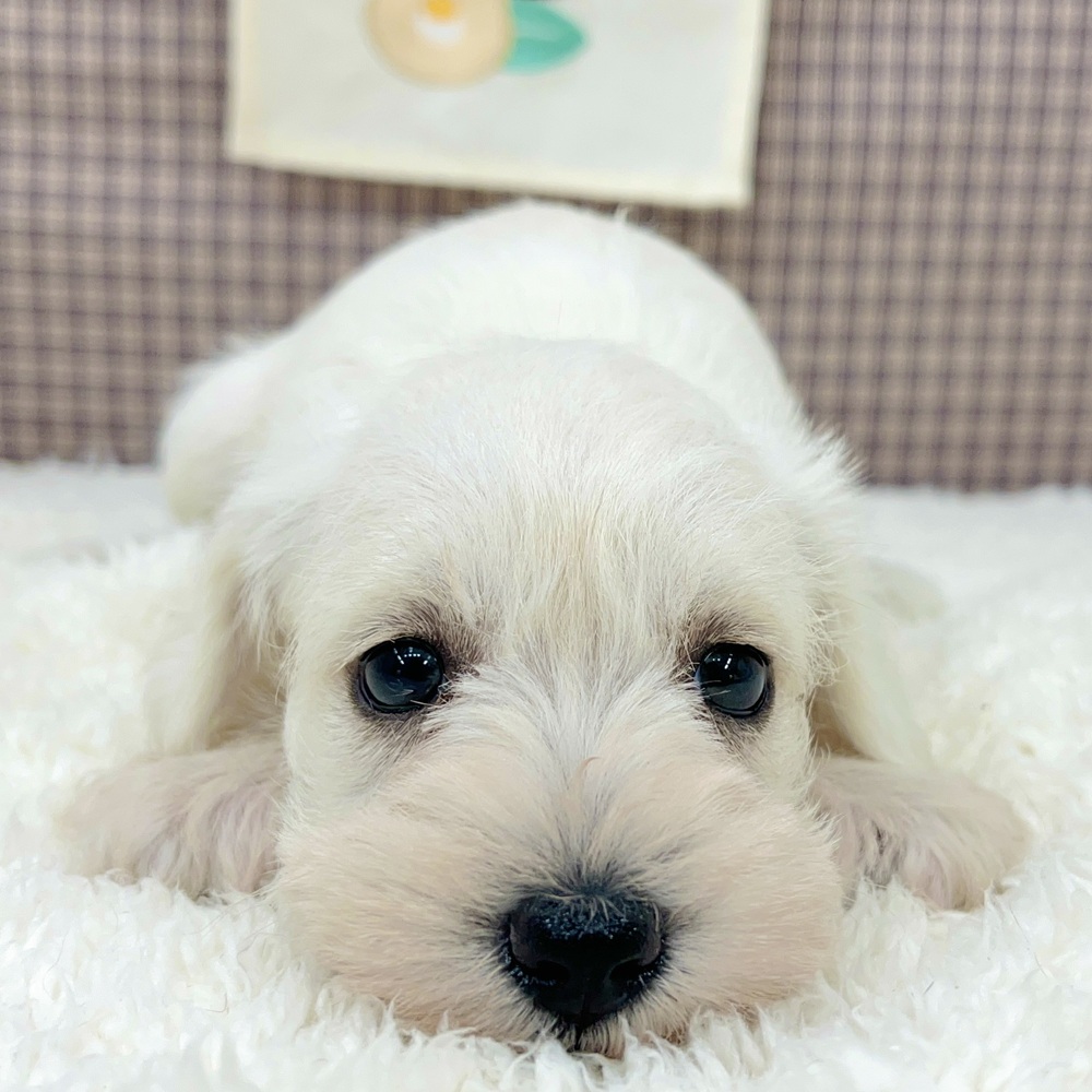 愛知県のミニチュアシュナウザー (犬の家＆猫の里エアポートウォーク店/2025年11月3日生まれ/女の子/ホワイト)の子犬の4枚目の画像