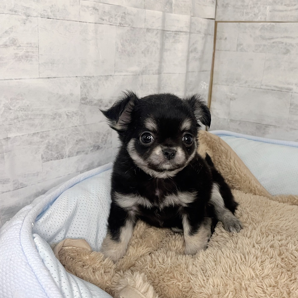 長野県のチワワ(ロング) (犬の家＆猫の里塩尻店/2025年11月2日生まれ/女の子/ブラックタン)の子犬の4枚目の画像