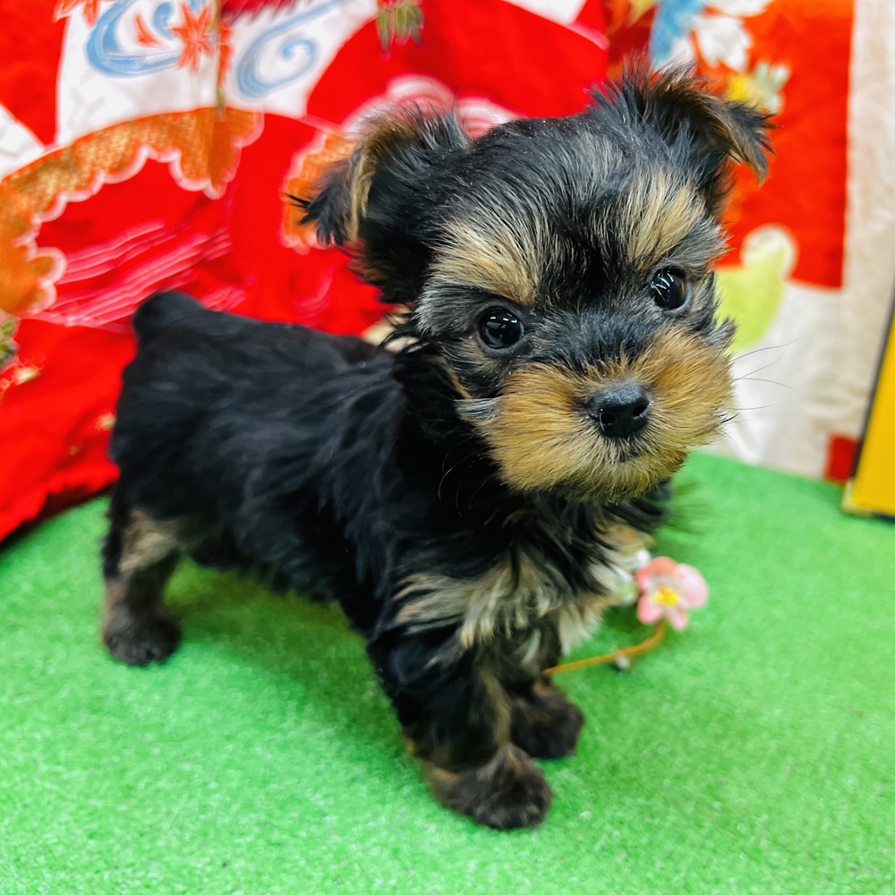 愛知県のヨークシャーテリア (犬の家＆猫の里名古屋天白店/2025年11月2日生まれ/女の子/スチールブルータン)の子犬の4枚目の画像