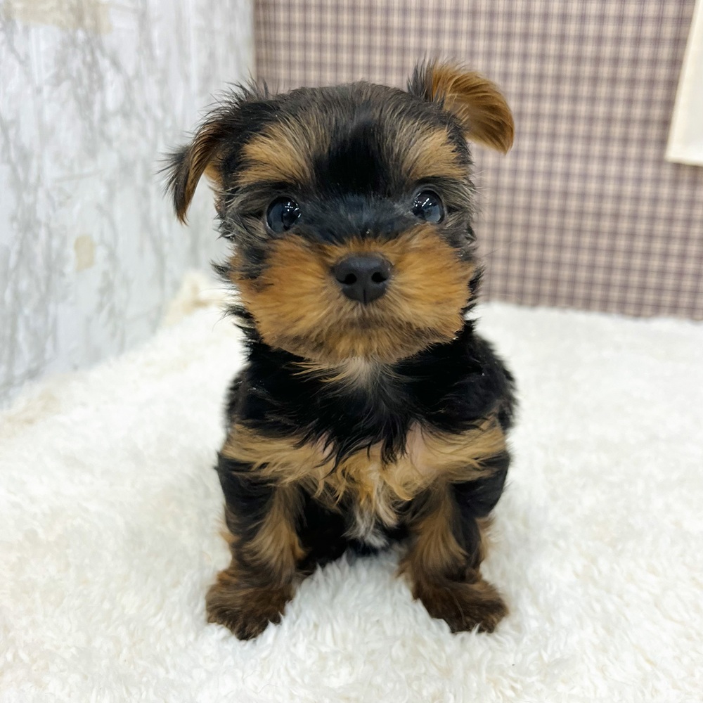 愛知県のヨークシャーテリア (犬の家＆猫の里エアポートウォーク店/2025年11月2日生まれ/男の子/スチールブルータン)の子犬の4枚目の画像