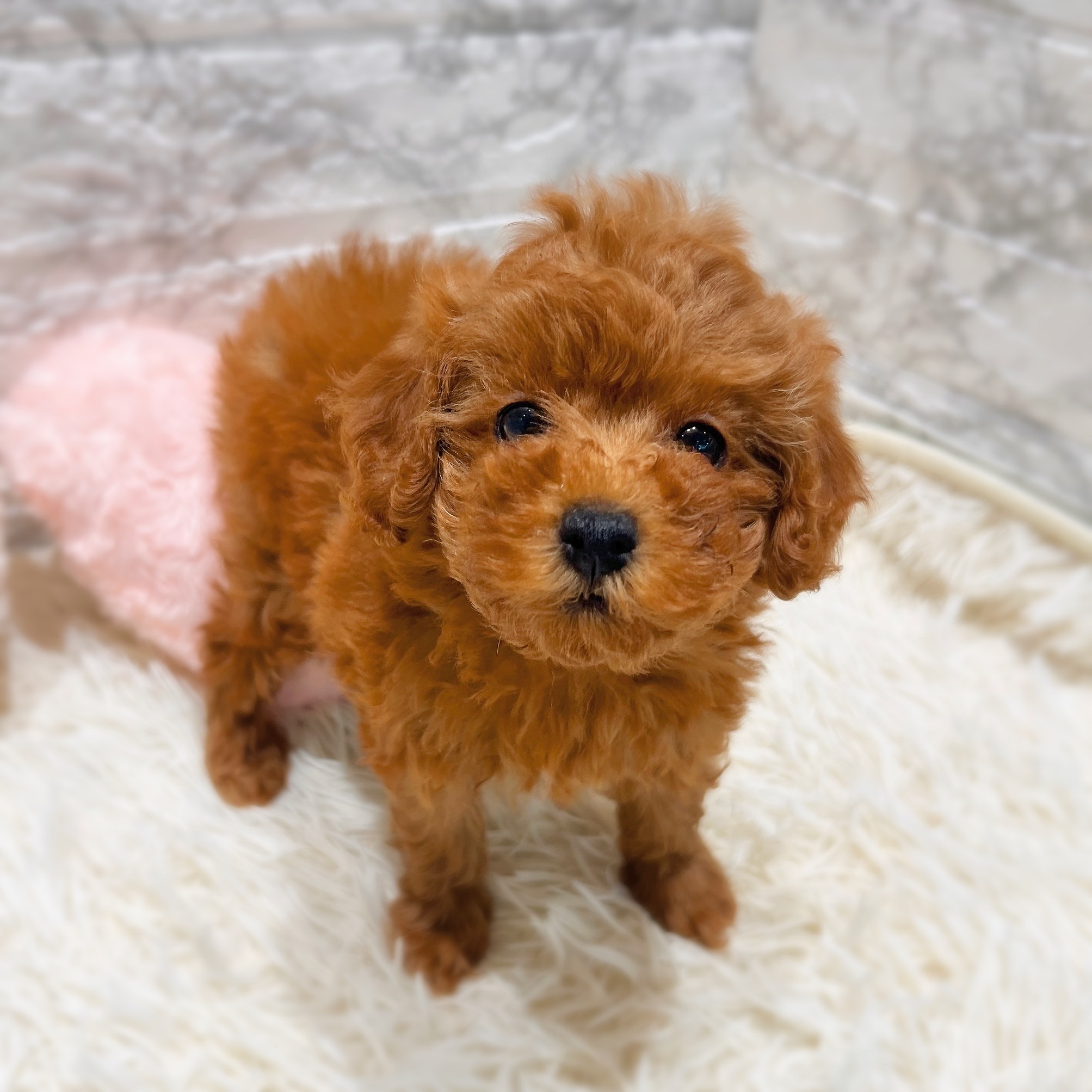 愛知県のトイプードル(トイ) (犬の家＆猫の里MiO香久山店/2025年10月29日生まれ/女の子/レッド)の子犬の4枚目の画像