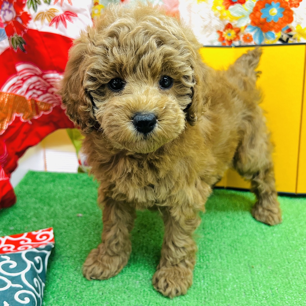 愛知県のトイプードル(トイ) (犬の家＆猫の里名古屋天白店/2025年10月29日生まれ/女の子/レッド)の子犬の4枚目の画像