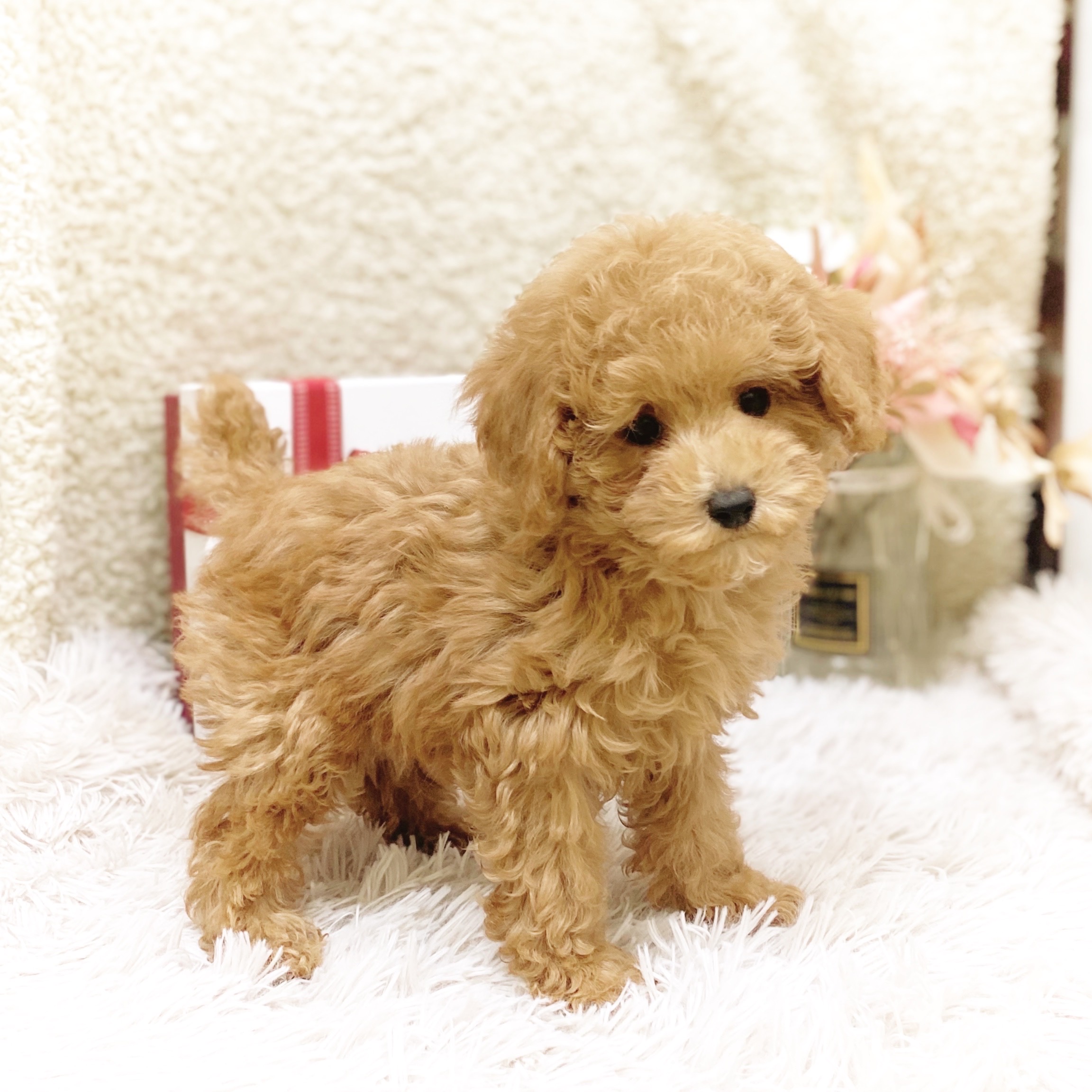 静岡県のトイプードル(トイ) (犬の家＆猫の里藤枝店/2025年10月29日生まれ/男の子/レッド)の子犬の4枚目の画像