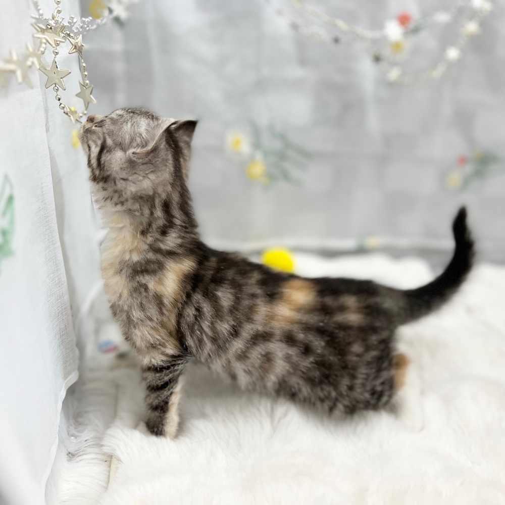 静岡県のキンカロー (犬の家＆猫の里MEGAドン・キホーテ袋井店/2025年11月1日生まれ/女の子/キャリコ)の子猫の4枚目の画像