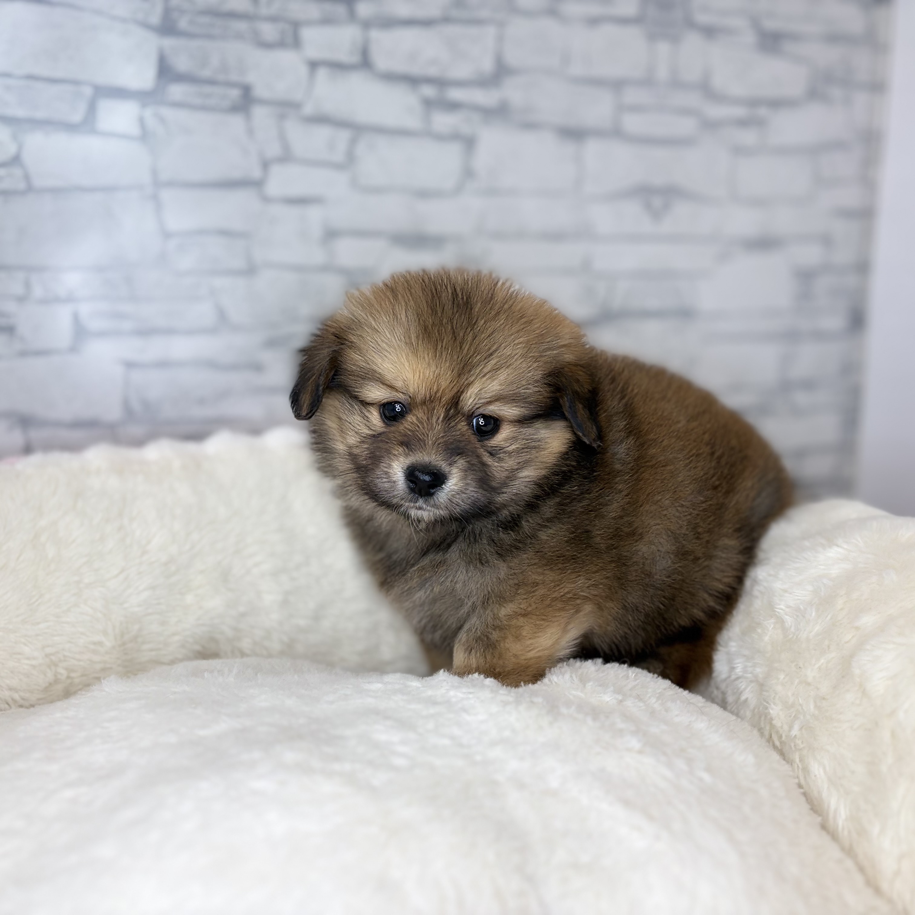 長野県のポメックス(ポメラニアン×ダックス) (犬の家＆猫の里長野店/2025年11月2日生まれ/女の子/ブラックタン)の子犬の4枚目の画像