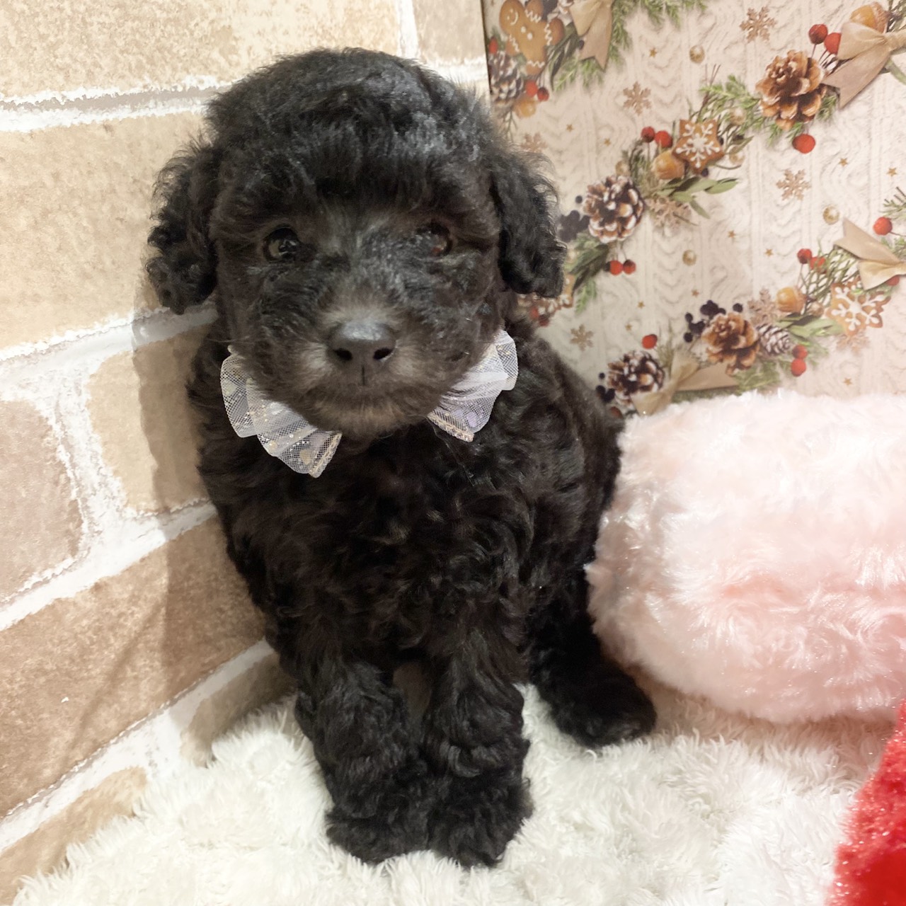 長野県のトイプードル(トイ) (犬の家＆猫の里カインズ梓川店/2025年11月2日生まれ/男の子/シルバー)の子犬の4枚目の画像