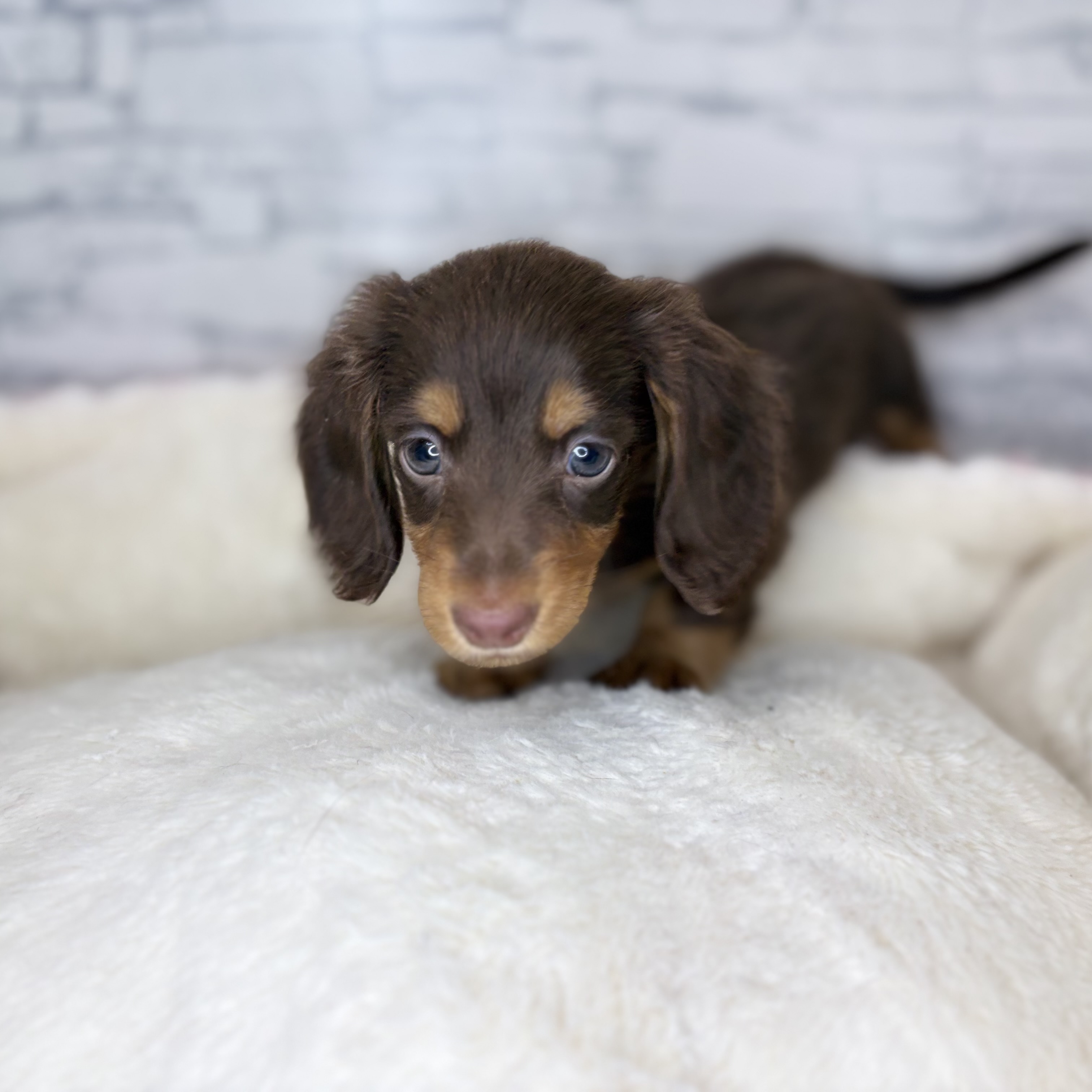 長野県のミニチュアダックスフンド(ロング) (犬の家＆猫の里長野店/2025年11月1日生まれ/男の子/チョコレートタン)の子犬の4枚目の画像