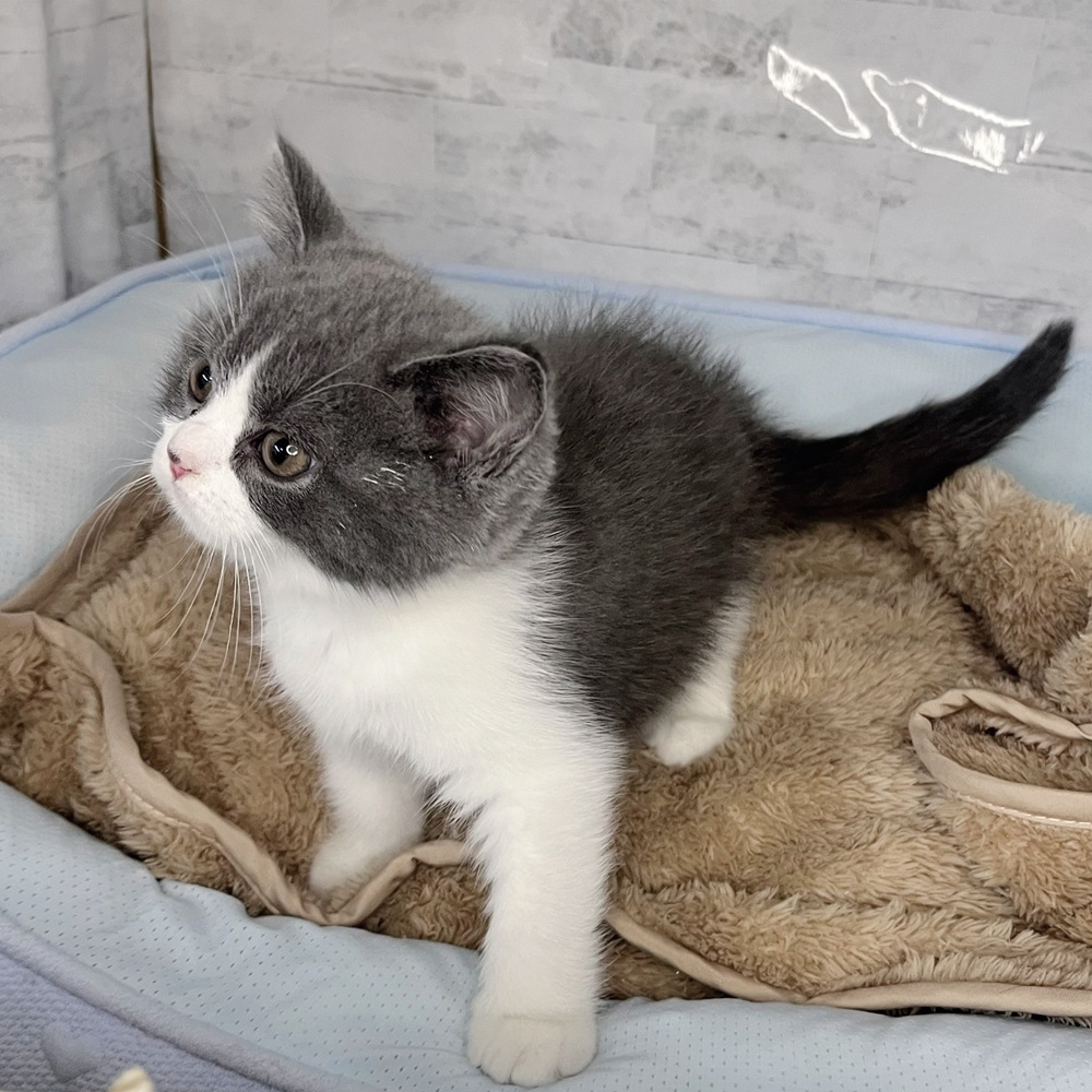 長野県のブリティッシュショートヘアー (犬の家＆猫の里塩尻店/2025年10月30日生まれ/女の子/ブルーホワイト)の子猫の4枚目の画像