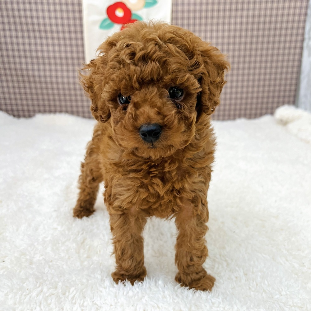愛知県のトイプードル(トイ) (犬の家＆猫の里エアポートウォーク店/2025年11月3日生まれ/女の子/レッド)の子犬の4枚目の画像