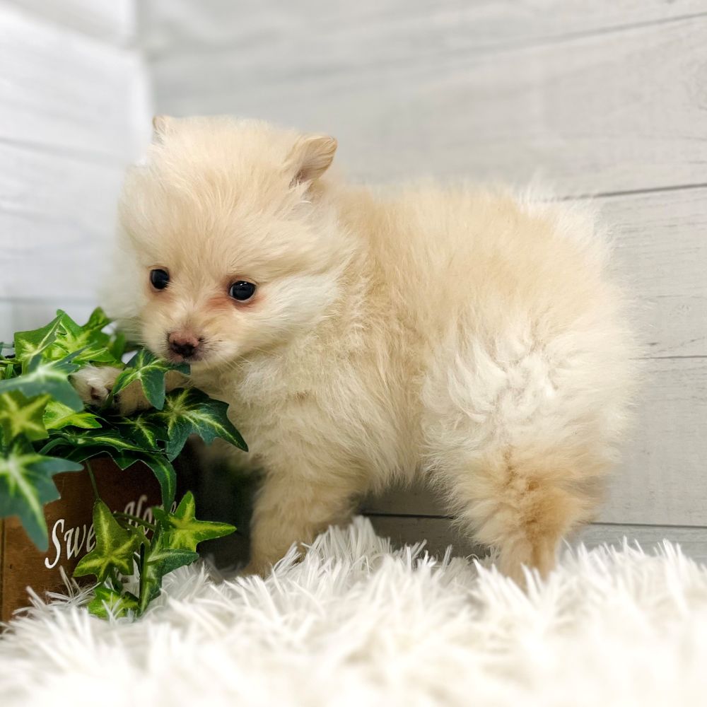 愛知県のポメラニアン (犬の家＆猫の里豊田店/2025年11月2日生まれ/女の子/クリーム)の子犬の4枚目の画像