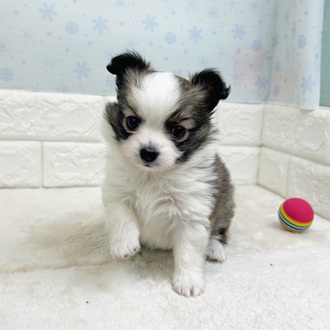 静岡県のパピチー/チワパピ(パピヨン×チワワ) (犬の家＆猫の里マークイズ静岡店/2025年11月3日生まれ/女の子/ホワイトブラウン)の子犬の4枚目の画像