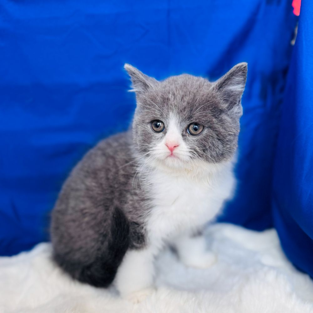 愛知県のブリティッシュショートヘアー (犬の家＆猫の里愛知刈谷店/2025年11月3日生まれ/男の子/ブルーホワイト)の子猫の4枚目の画像