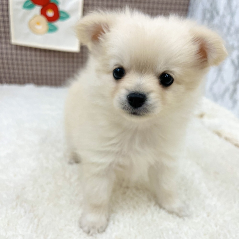 愛知県のポメチワ/チワポメ/ポメチー(ポメラニアン×チワワ) (犬の家＆猫の里エアポートウォーク店/2025年11月3日生まれ/女の子/クリーム)の子犬の4枚目の画像