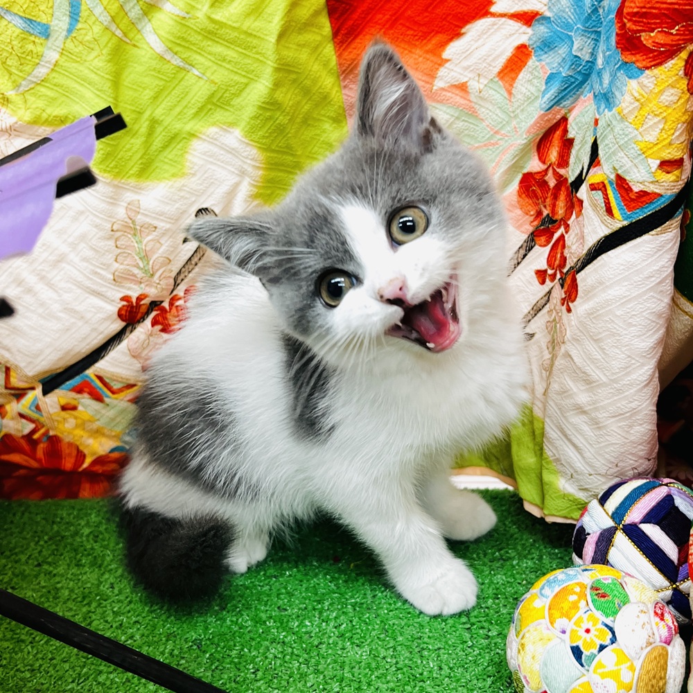 愛知県のブリティッシュショートヘアー (犬の家＆猫の里名古屋天白店/2025年11月2日生まれ/女の子/ブルーホワイト)の子猫の4枚目の画像