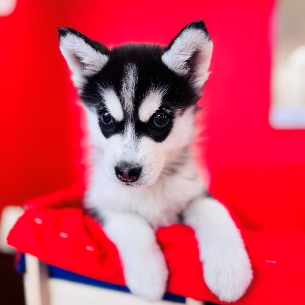 愛知県のシベリアンハスキー (犬の家＆猫の里愛知刈谷店/2025年11月1日生まれ/女の子/ブラックホワイト)の子犬の4枚目の画像
