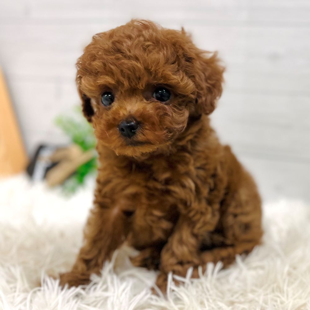 愛知県のトイプードル(タイニー) (犬の家＆猫の里豊田店/2025年11月2日生まれ/女の子/レッドフォーン)の子犬の4枚目の画像