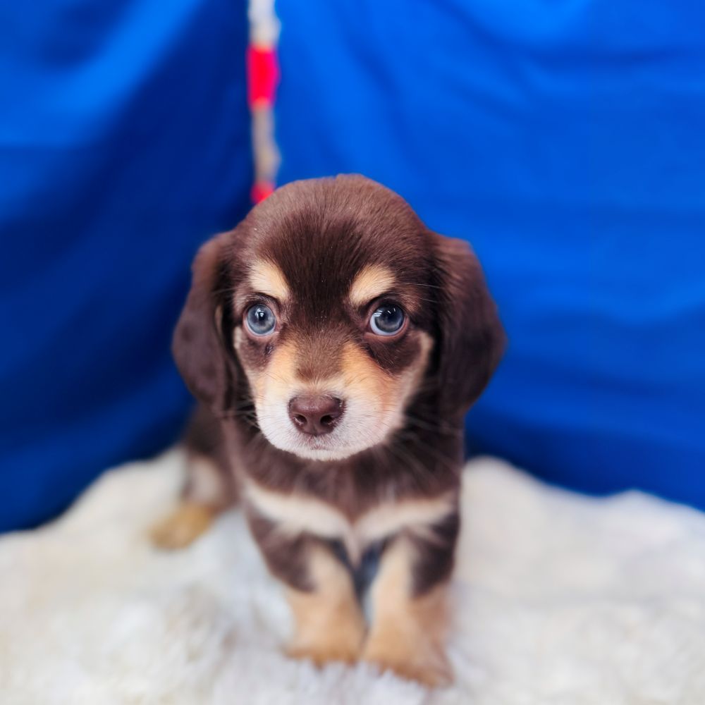 愛知県のチワックス(チワワ×ダックス) (犬の家＆猫の里愛知刈谷店/2025年11月3日生まれ/男の子/チョコレートタン)の子犬の1枚目の画像