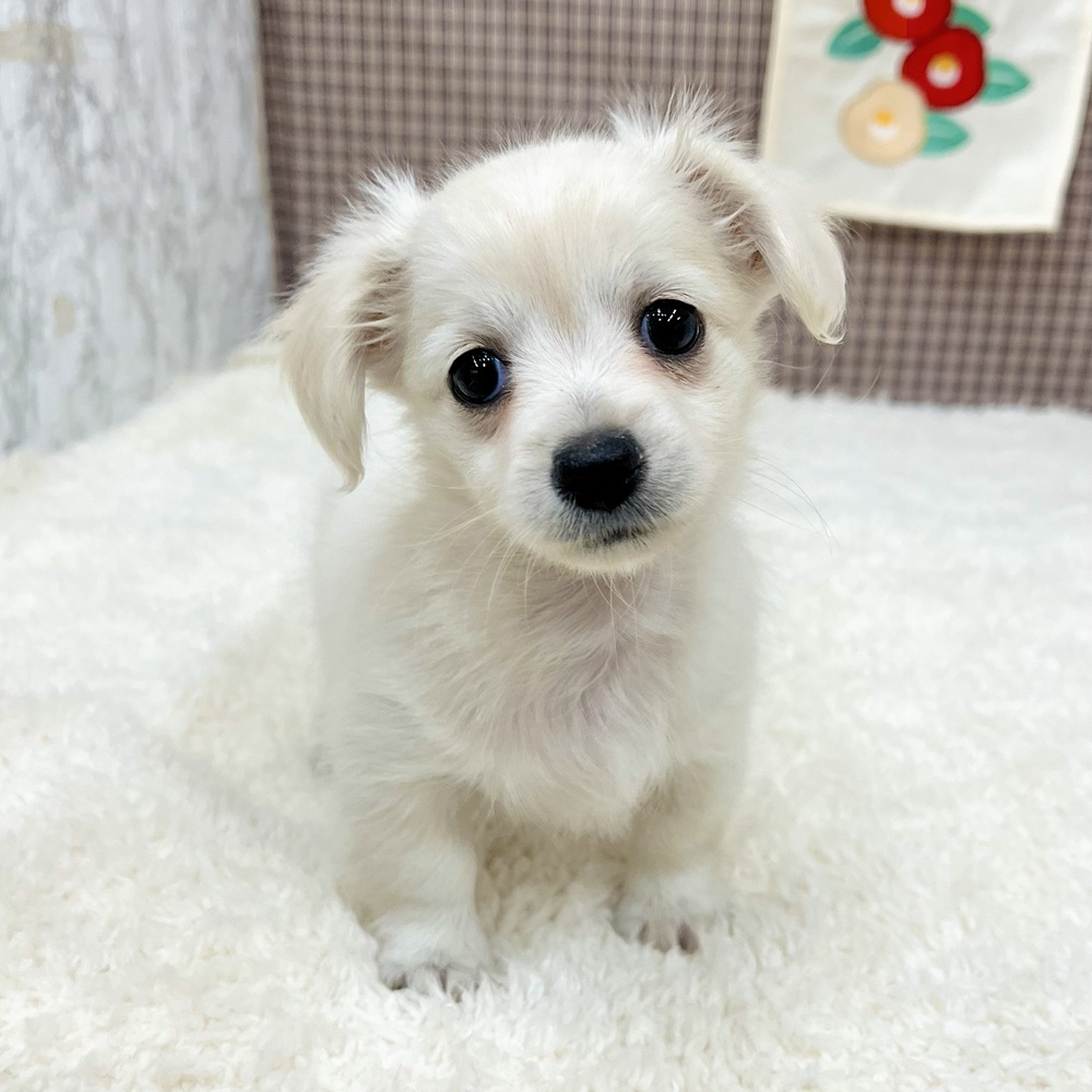 愛知県のチワックス(チワワ×ダックス) (犬の家＆猫の里エアポートウォーク店/2025年11月3日生まれ/女の子/クリームホワイト)の子犬の4枚目の画像