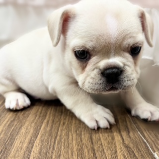 兵庫県のフレンチブルドッグ (犬の家＆猫の里カナート西神戸店/2025年11月8日生まれ/男の子/クリーム)の子犬の4枚目の画像