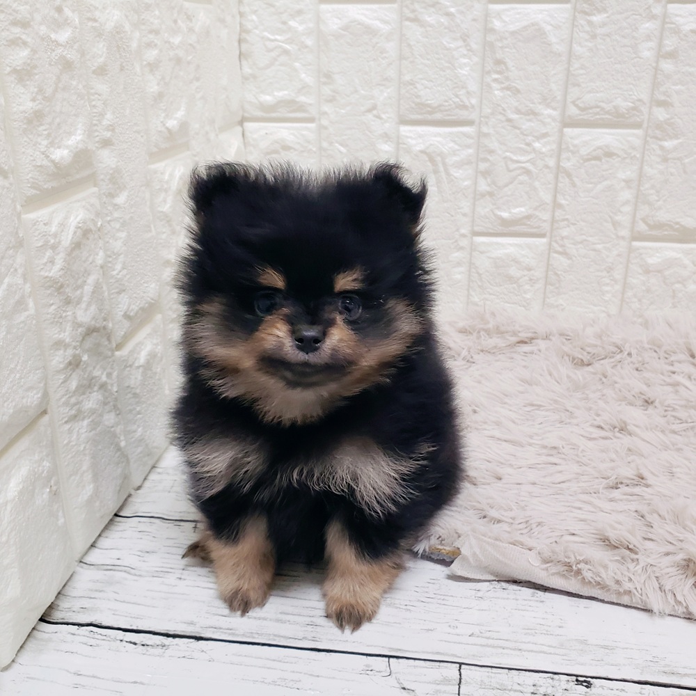 岡山県のポメラニアン (犬の家＆猫の里岡山店/2025年11月8日生まれ/女の子/ブラックタン)の子犬の4枚目の画像