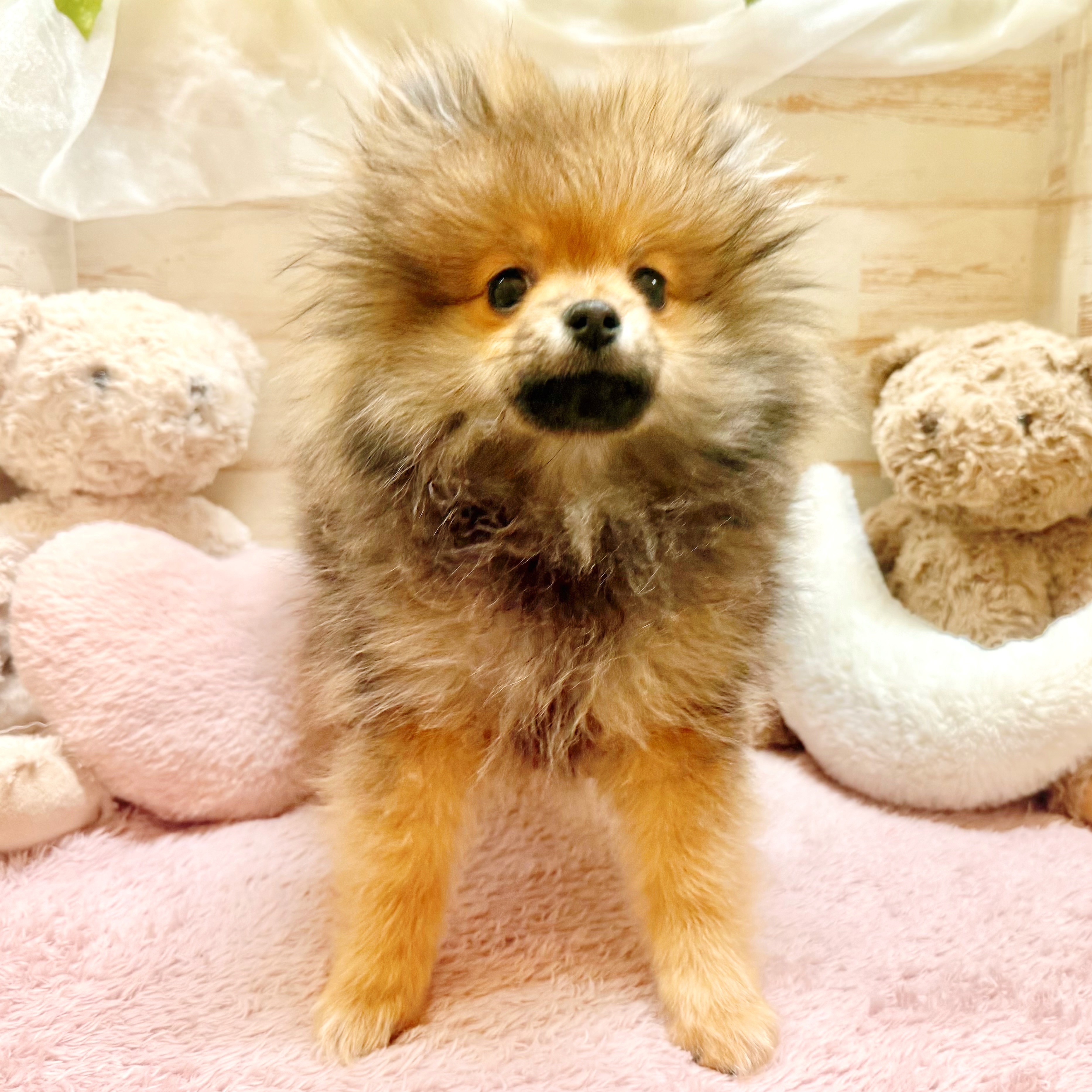 兵庫県のポメラニアン (犬の家＆猫の里神戸店/2025年11月8日生まれ/女の子/オレンジセーブル)の子犬の4枚目の画像