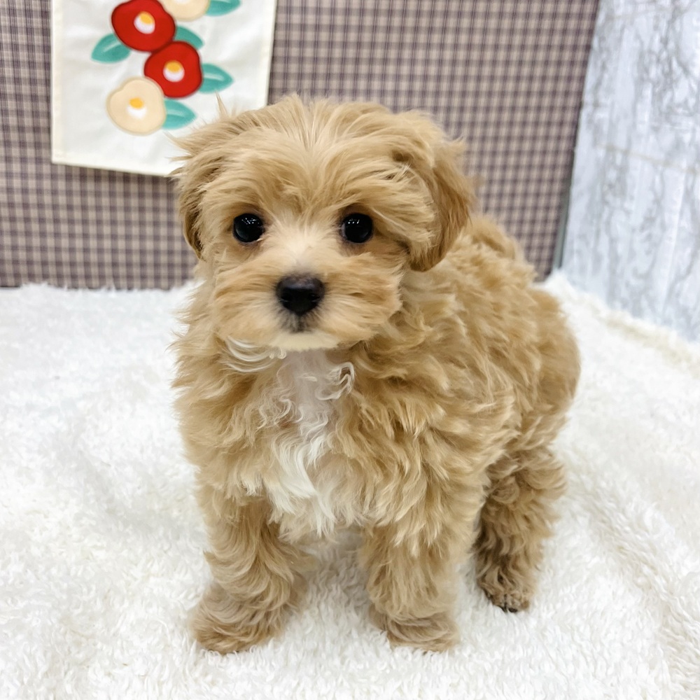 愛知県のマルプー(マルチーズ×プードル) (犬の家＆猫の里エアポートウォーク店/2025年11月5日生まれ/女の子/アプリコット)の子犬の4枚目の画像